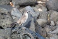 GalÃÂ¡pagos mockingbird (Galapagos, Ecuador)