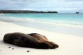 GalÃÂ¡pagos sea lion