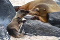 GalÃÂ¡pagos sea lion Zalophus wollebaeki, a species that exclusively breeds on the GalÃÂ¡pagos Islands, on Isla Sante Fe Royalty Free Stock Photo