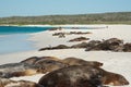 GalÃÂ¡pagos sea lions Zalophus wollebaeki Royalty Free Stock Photo