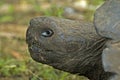 GalÃÂ¡pagos Tortoise Royalty Free Stock Photo