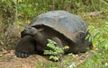 GalÃÂ¡pagos Tortoise Royalty Free Stock Photo