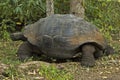 GalÃÂ¡pagos Tortoise Royalty Free Stock Photo