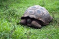 The GalÃÂ¡pagos tortoise