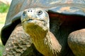 GalÃÂ¡pagos tortoise, Oklahoma City Zoo, 95 years old