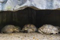 GalÃÂ¡pagos tortoise zoo, GalÃÂ¡pagos giant tortoise Royalty Free Stock Photo