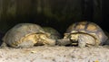 GalÃÂ¡pagos tortoise zoo, GalÃÂ¡pagos giant tortoise Royalty Free Stock Photo