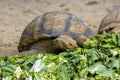 GalÃÂ¡pagos tortoise zoo, GalÃÂ¡pagos giant tortoise Royalty Free Stock Photo