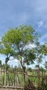 Gamal tree grows on the edge of a rotting bamboo fence Royalty Free Stock Photo