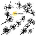 Vector set with silhouettes of witch hazels or Hamamelis flowers in black isolated on white background. Royalty Free Stock Photo