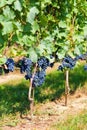 Gamay grape Royalty Free Stock Photo