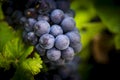 Gamay grapes on vines with lush green leaves