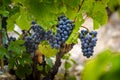 Gamay grapes on vines with lush green leaves