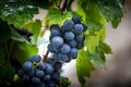 Gamay grapes on vines with lush green leaves