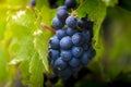 Gamay grapes on vines with lush green leaves