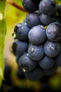 Gamay grapes on vines with lush green leaves