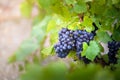 Gamay grapes on vines with lush green leaves