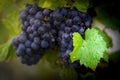 Gamay grapes on vines with lush green leaves Royalty Free Stock Photo