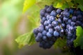 Gamay grapes on vines with lush green leaves