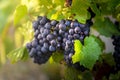 Gamay grapes on vines with lush green leaves