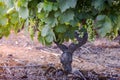 Gamay grapes on vines with lush green leaves