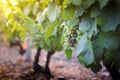 Gamay grapes on vines with lush green leaves