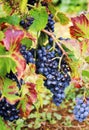 Gamay Wine Grape Royalty Free Stock Photo