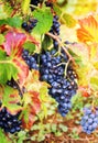 Gamay Wine Grape Royalty Free Stock Photo