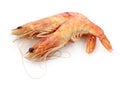 Gambas Royalty Free Stock Photo