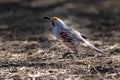 Gambel Quail hopping through the brush