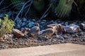 A Gambel Quail in Organ Pipe Cactus NM, Arizona