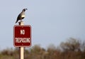 Gambel`s quail standing on no trespassing sign.