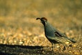 Gambel's(california) Quail Male Royalty Free Stock Photo