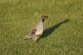 Gambel's(california) Quail Male Royalty Free Stock Photo