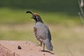 Gambel's(california) Quail Male Royalty Free Stock Photo