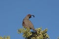 Gambel's(california) Quail Male Royalty Free Stock Photo