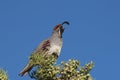 Gambel's(california) Quail Male Calling Royalty Free Stock Photo