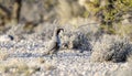 Gambel`s Quail bird, Tucson Arizona Sonora Desert Royalty Free Stock Photo