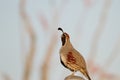 Gambel's Quail, Callipepla gambelii