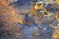 Gambel`s Quail, Callipepla gambelii, running and foraging in a flock, convey or bevy, with male and female through the arid winter Royalty Free Stock Photo