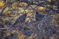 Gambel`s Quail, Callipepla gambelii, running and foraging in a flock, convey or bevy, with male and female through the arid winter Royalty Free Stock Photo