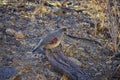 Gambel`s Quail, Callipepla gambelii, running and foraging in a flock, convey or bevy, with male and female through the arid winter Royalty Free Stock Photo