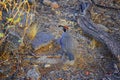 Gambel`s Quail, Callipepla gambelii, running and foraging in a flock, convey or bevy, with male and female through the arid winter Royalty Free Stock Photo