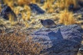 Gambel`s Quail, Callipepla gambelii, running and foraging in a flock, convey or bevy, with male and female through the arid winter Royalty Free Stock Photo