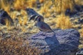 Gambel`s Quail, Callipepla gambelii, running and foraging in a flock, convey or bevy, with male and female through the arid winter Royalty Free Stock Photo