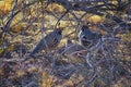 Gambel`s Quail, Callipepla gambelii, running and foraging in a flock, convey or bevy, with male and female through the arid winter Royalty Free Stock Photo