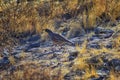 Gambel`s Quail, Callipepla gambelii, running and foraging in a flock, convey or bevy, with male and female through the arid winter Royalty Free Stock Photo