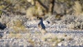 Gambel`s Quail bird, Tucson Arizona Sonora Desert Royalty Free Stock Photo