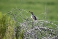 Gambel`s Quail bird, Sweetwater Wetlands in Tucson Arizona USA