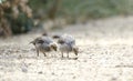 Gambel`s Quail covey of baby chicks, Sweetwater Wetlands in Tucson Arizona USA